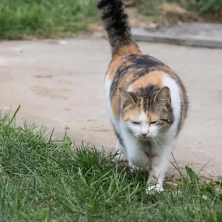 Neundlinger בית חווה Niederwaldkirchen