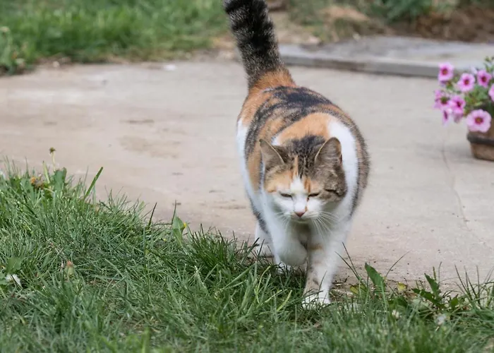 Neundlinger Lantgård Niederwaldkirchen